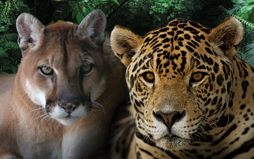 Pumas y Yaguaretés: La coexistencia de dos grandes predadores