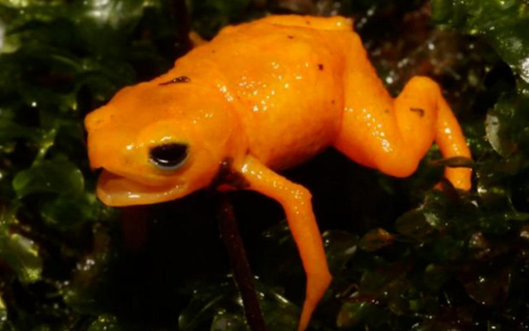 Nueva especie de rana dorada fue descripta en Brasil