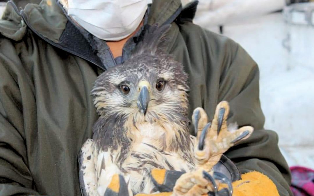 Rescate de águila coronada en Mendoza