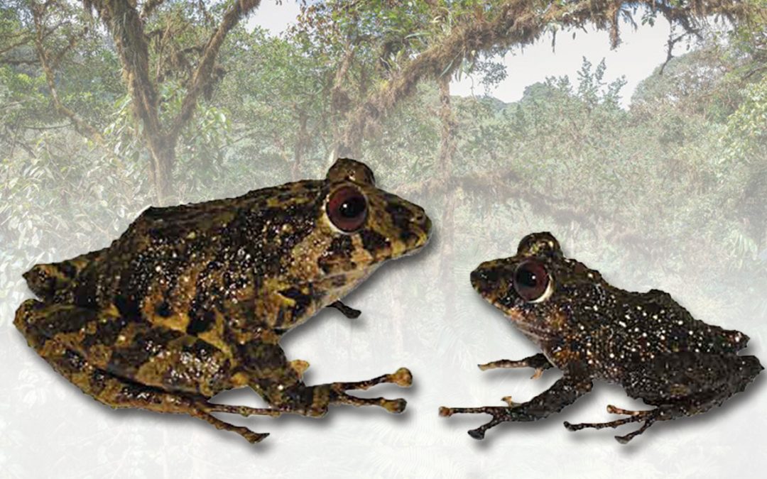 Nueva especie de rana es descubierta en Ecuador