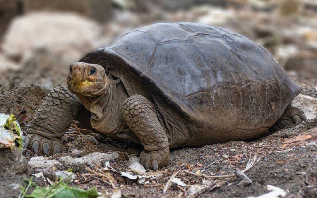 Se redescubre una especie de tortuga de las Islas Galápagos
