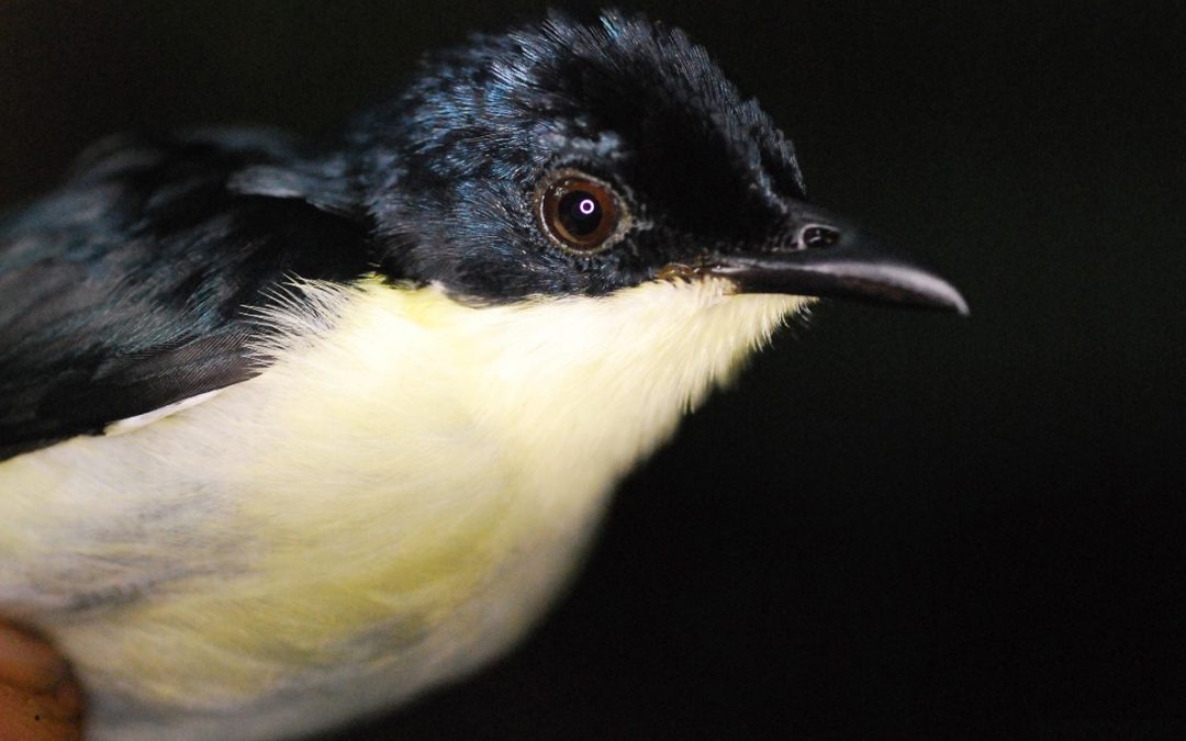 Nueva especie de ave es descubierta en las montañas de Nueva Guinea